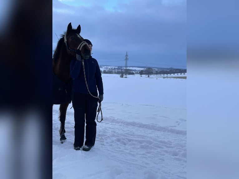 Poney de selle allemand Jument 17 Ans 146 cm Bai in Rosdorf