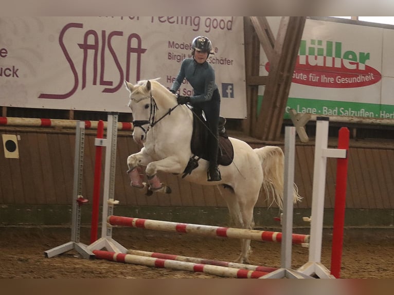 Poney de selle allemand Jument 17 Ans 146 cm Gris pommelé in Winsen (Aller)