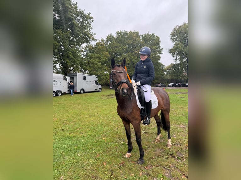 Poney de selle allemand Jument 17 Ans 147 cm Bai in Hamburg