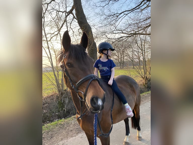 Poney de selle allemand Jument 17 Ans 147 cm Bai in Hamburg