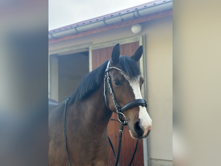Poney de selle allemand Jument 17 Ans 147 cm Bai in Wusterhausen (Dosse) Poney de selle allemand Jument 17 Ans 147 cm Bai in Wusterhausen (Dosse)