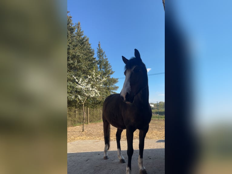 Poney de selle allemand Jument 17 Ans 147 cm Bai in Wusterhausen (Dosse) Poney de selle allemand Jument 17 Ans 147 cm Bai in Wusterhausen (Dosse)
