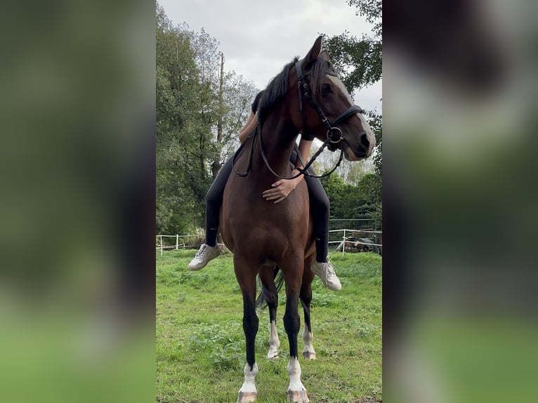 Poney de selle allemand Jument 17 Ans 147 cm Bai in Wusterhausen (Dosse) Poney de selle allemand Jument 17 Ans 147 cm Bai in Wusterhausen (Dosse)