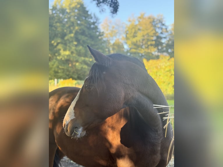 Poney de selle allemand Jument 17 Ans 147 cm Bai in Wusterhausen (Dosse) Poney de selle allemand Jument 17 Ans 147 cm Bai in Wusterhausen (Dosse)