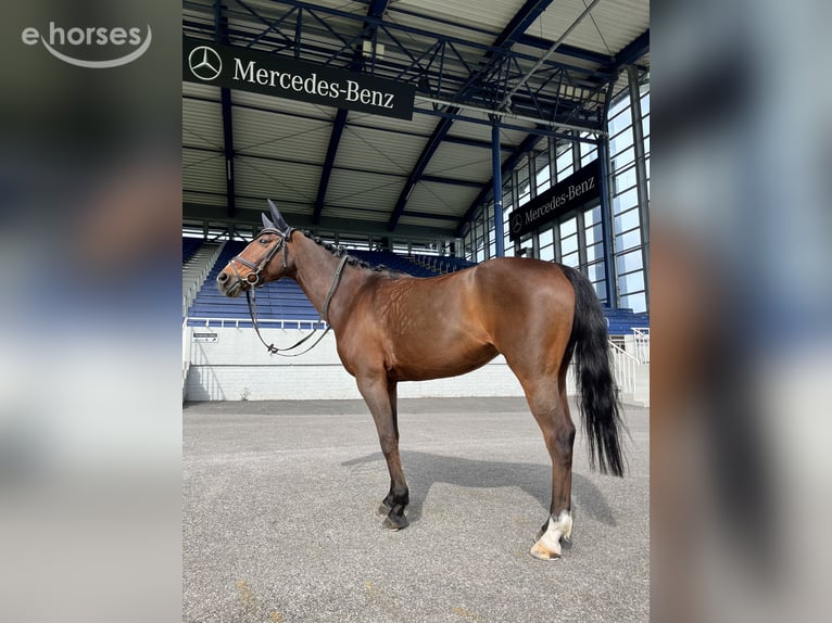 Poney de selle allemand Jument 17 Ans 147 cm Bai in Essen