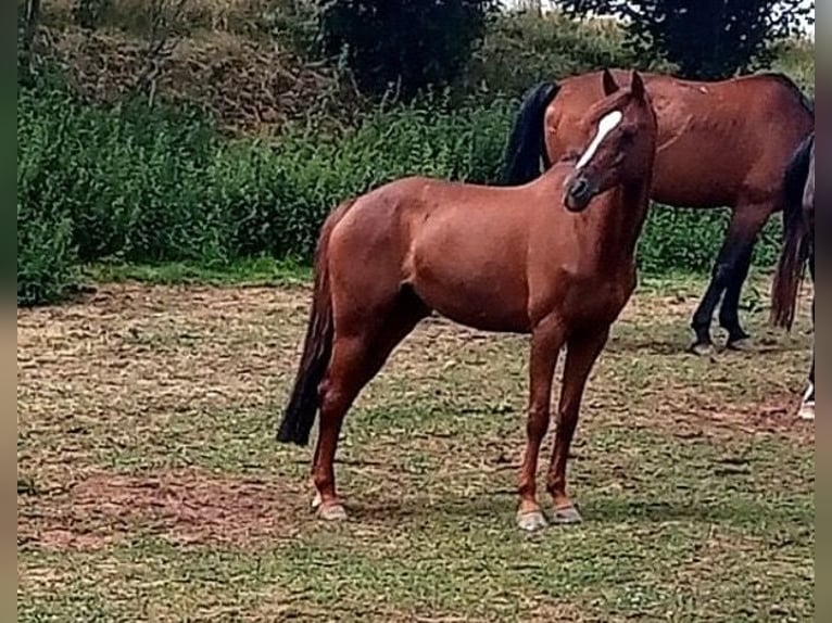 Poney de selle allemand Jument 17 Ans 148 cm Alezan brûlé in Stuhr