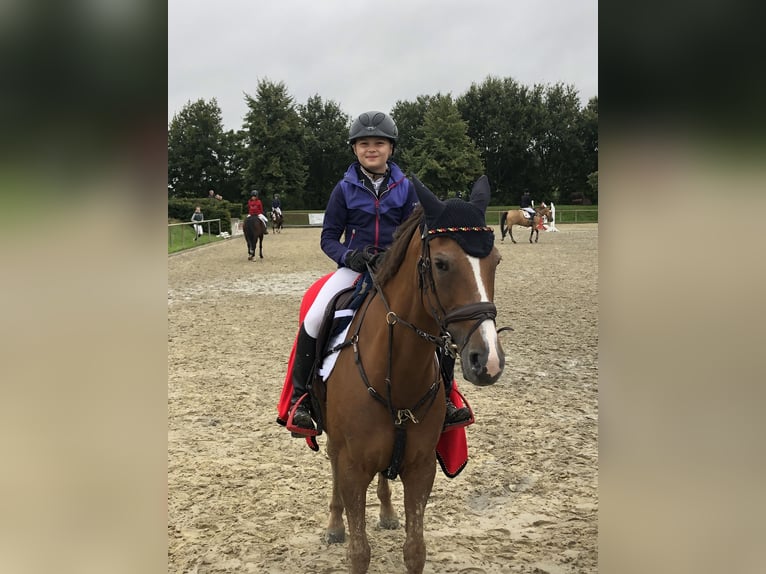 Poney de selle allemand Jument 17 Ans 148 cm Alezan in Dortmund