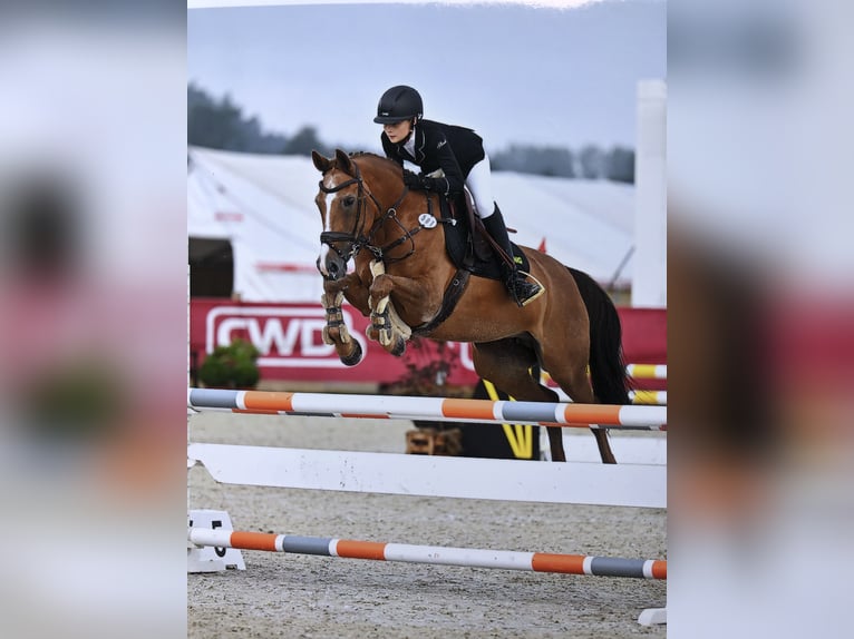 Poney de selle allemand Jument 17 Ans 148 cm Alezan in Dortmund