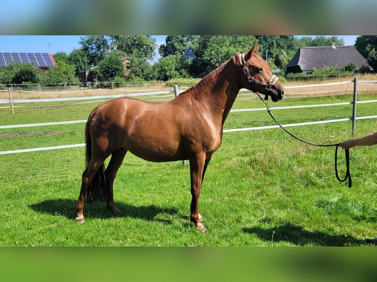 Poney de selle allemand Jument 17 Ans 148 cm Alezan in Alt Bennebek