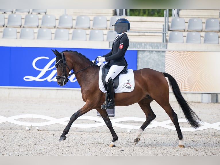 Poney de selle allemand Jument 17 Ans 148 cm Bai in Ladbergen