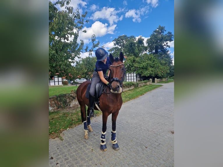 Poney de selle allemand Jument 17 Ans 148 cm Bai in Ladbergen