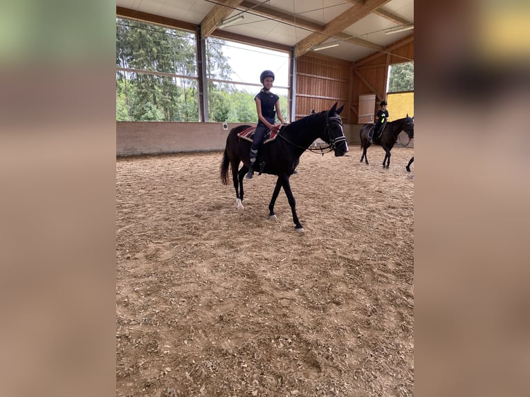 Poney de selle allemand Jument 17 Ans 148 cm Noir in Eichendorf