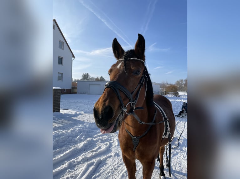 Poney de selle allemand Jument 17 Ans 149 cm Bai in Göttingen