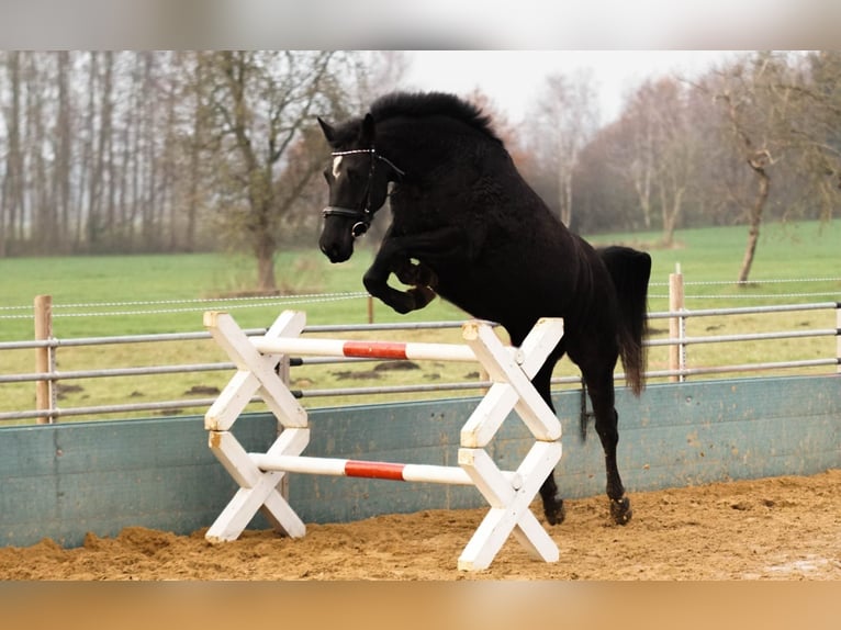 Poney de selle allemand Jument 17 Ans 153 cm Noir in Himmelpforten