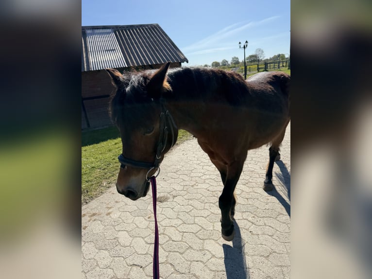 Poney de selle allemand Croisé Jument 18 Ans 131 cm Bai in Mölln