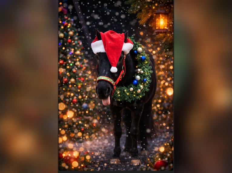 Poney de selle allemand Croisé Jument 18 Ans 136 cm Noir in Köln