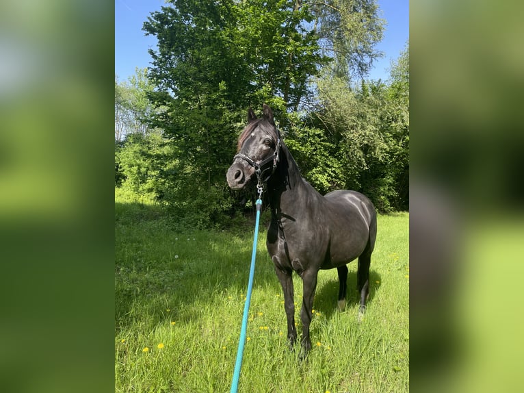 Poney de selle allemand Croisé Jument 18 Ans 136 cm Noir in Köln