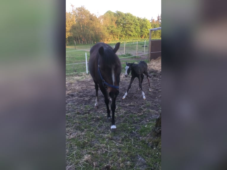 Poney de selle allemand Jument 18 Ans 139 cm Bai brun in Risum-Lindholm