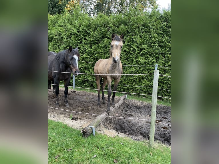 Poney de selle allemand Jument 18 Ans 139 cm Bai brun in Risum-Lindholm