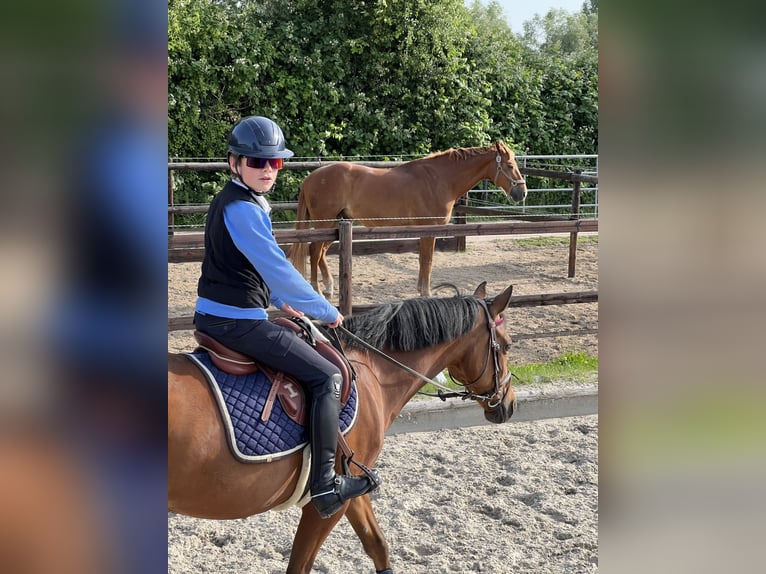 Poney de selle allemand Jument 18 Ans 142 cm Bai in Uetersen