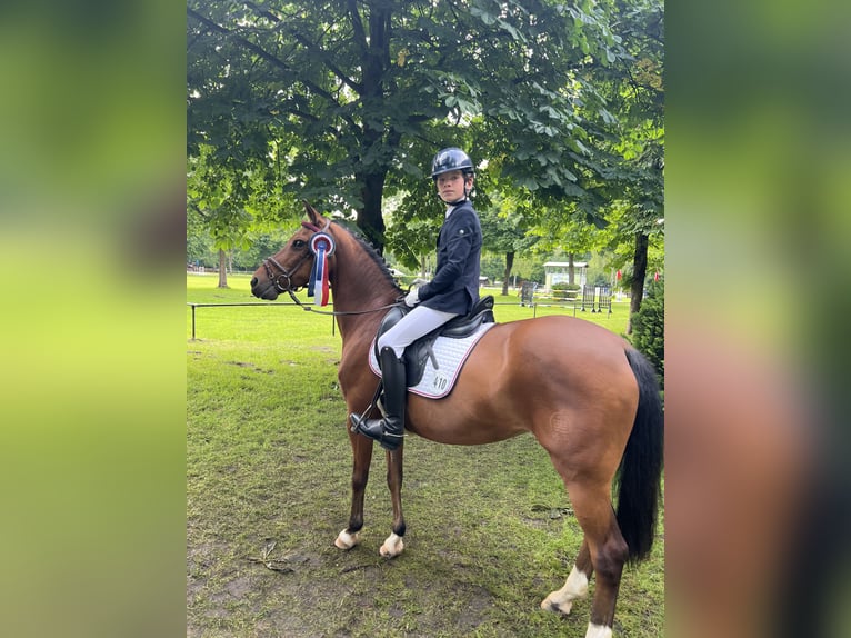 Poney de selle allemand Jument 18 Ans 142 cm Bai in Uetersen