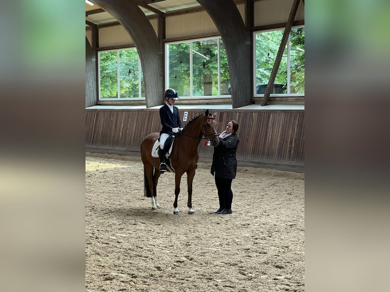 Poney de selle allemand Jument 18 Ans 142 cm Bai in Uetersen