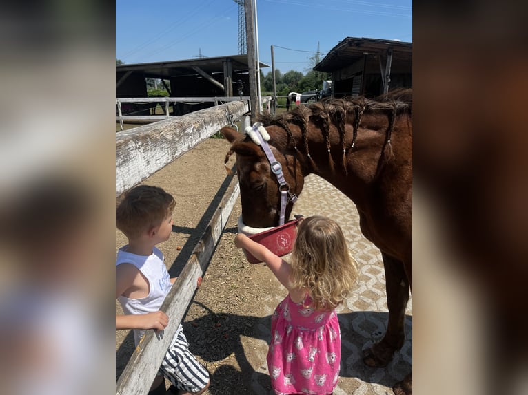 Poney de selle allemand Croisé Jument 18 Ans 143 cm Alezan in München
