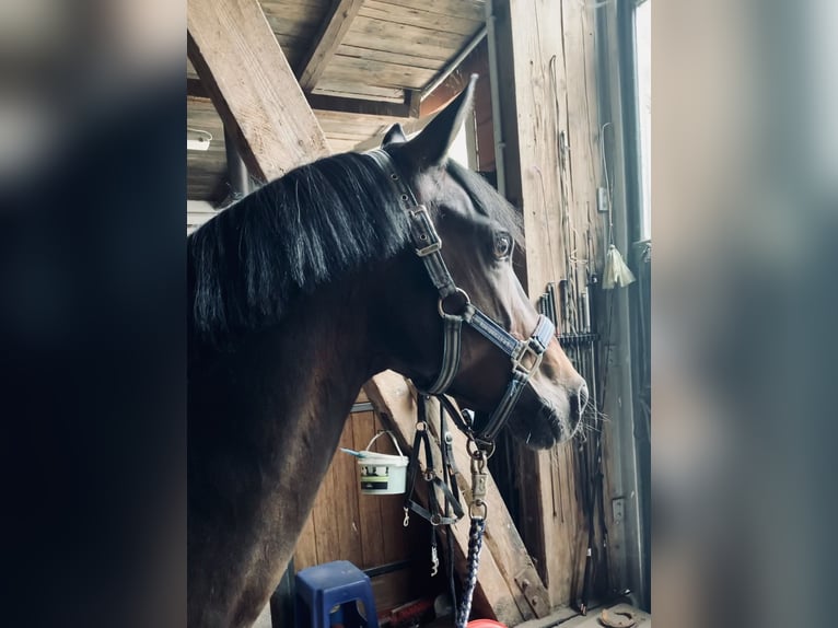 Poney de selle allemand Jument 18 Ans 144 cm Bai brun in Bimöhlen