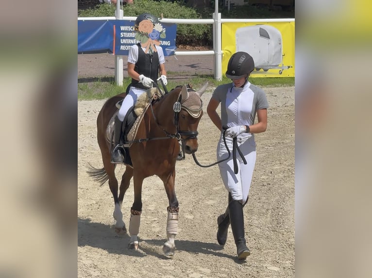 Poney de selle allemand Jument 18 Ans 144 cm Bai in Niederstedem
