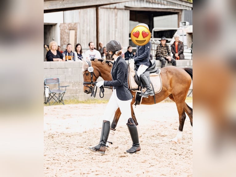 Poney de selle allemand Jument 18 Ans 144 cm Bai in Niederstedem