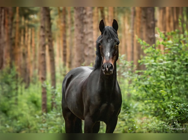 Poney de selle allemand Jument 18 Ans 145 cm Bai brun in Seevetal