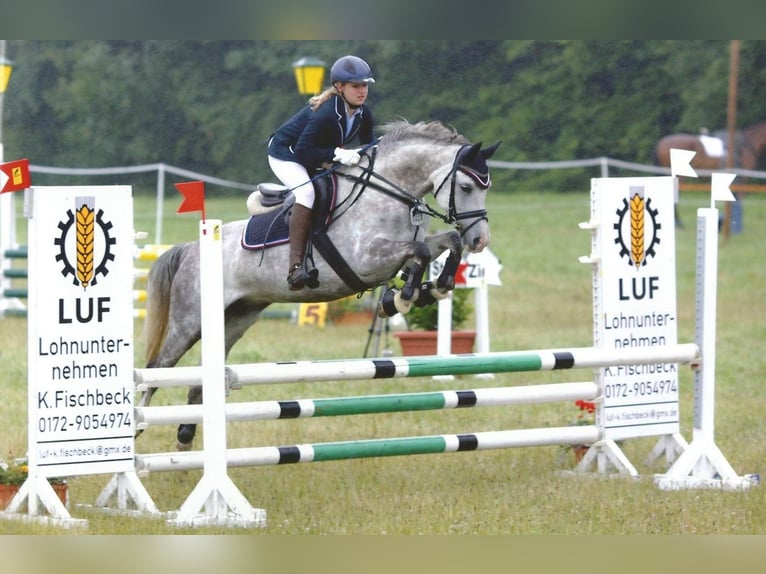 Poney de selle allemand Jument 18 Ans 146 cm Gris in Hohenlockstedt