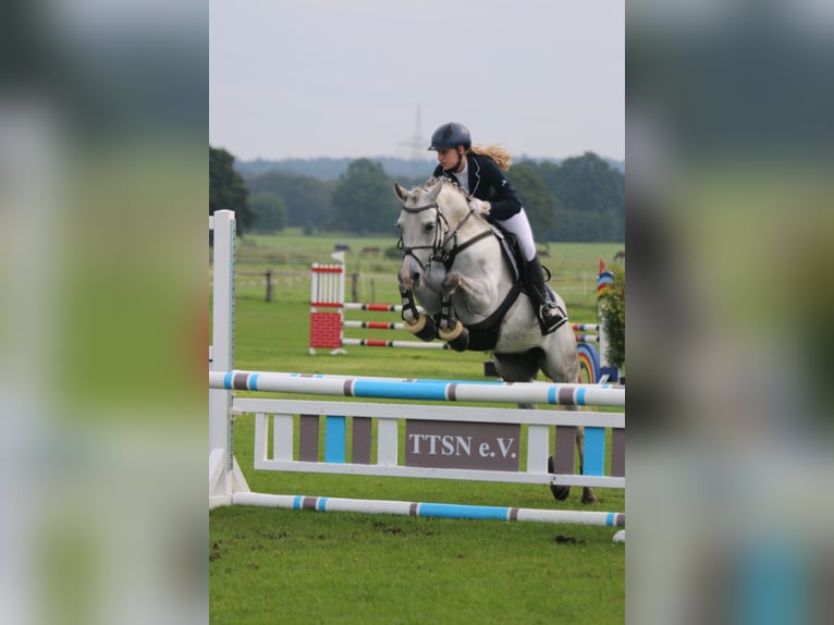 Poney de selle allemand Jument 18 Ans 146 cm Gris in Hohenlockstedt