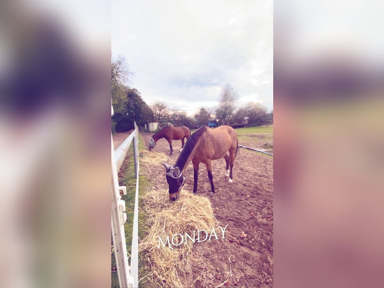 Poney de selle allemand Jument 18 Ans 146 cm Isabelle in Bochum