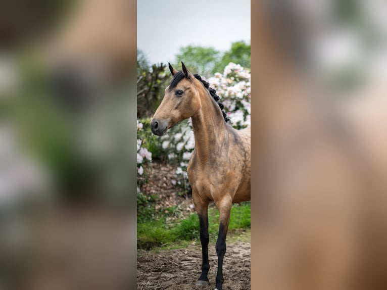 Poney de selle allemand Jument 18 Ans 146 cm Isabelle in Bochum