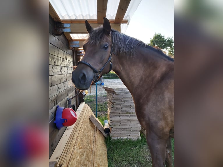 Poney de selle allemand Jument 18 Ans 148 cm Alezan in Heidgraben
