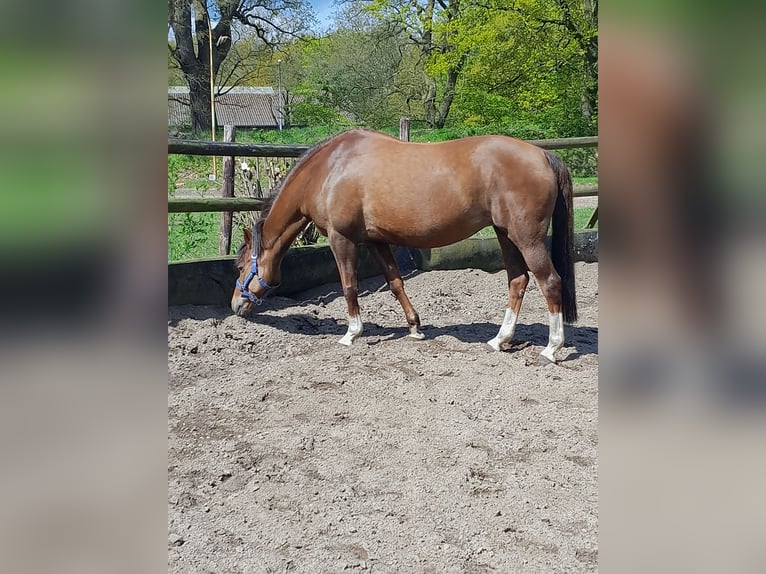 Poney de selle allemand Jument 18 Ans 148 cm Alezan in Heidgraben