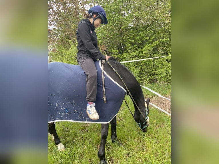 Poney de selle allemand Jument 18 Ans 148 cm Noir in Eichenbühl