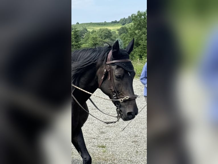 Poney de selle allemand Jument 18 Ans 149 cm Bai in Ettlingen