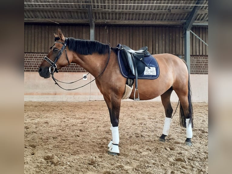 Poney de selle allemand Jument 18 Ans in Rommerskirchen