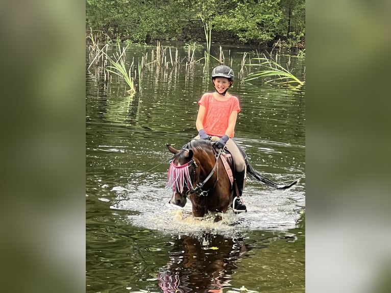 Poney de selle allemand Jument 19 Ans 129 cm Bai in Martfeld