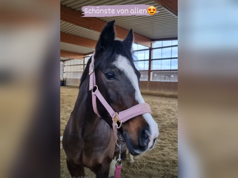 Poney de selle allemand Jument 19 Ans 134 cm Bai in Dortmund
