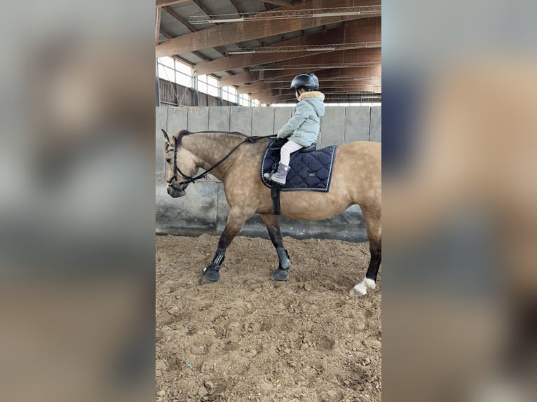 Poney de selle allemand Croisé Jument 19 Ans 140 cm Isabelle in Rodgau
