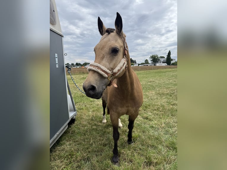 Poney de selle allemand Croisé Jument 19 Ans 140 cm Isabelle in Rodgau