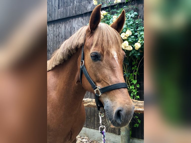 Poney de selle allemand Jument 19 Ans 144 cm Alezan brûlé in Stelle