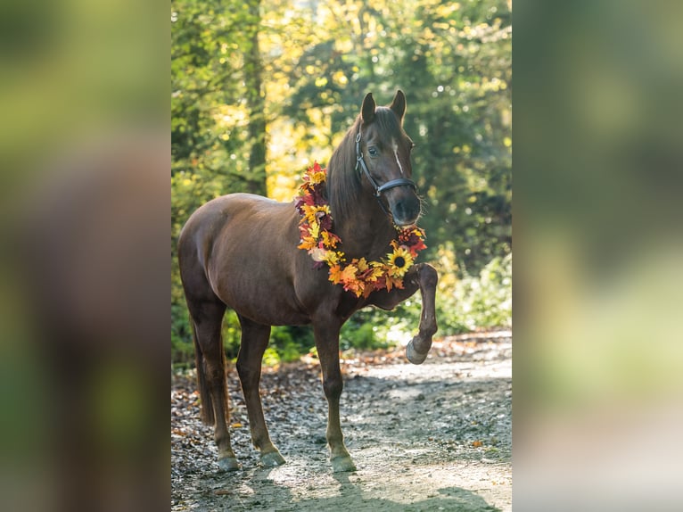 Poney de selle allemand Jument 19 Ans 146 cm Alezan brûlé in Trier