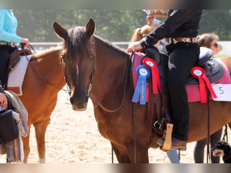 Poney de selle allemand Jument 19 Ans 146 cm Alezan brûlé in Trier