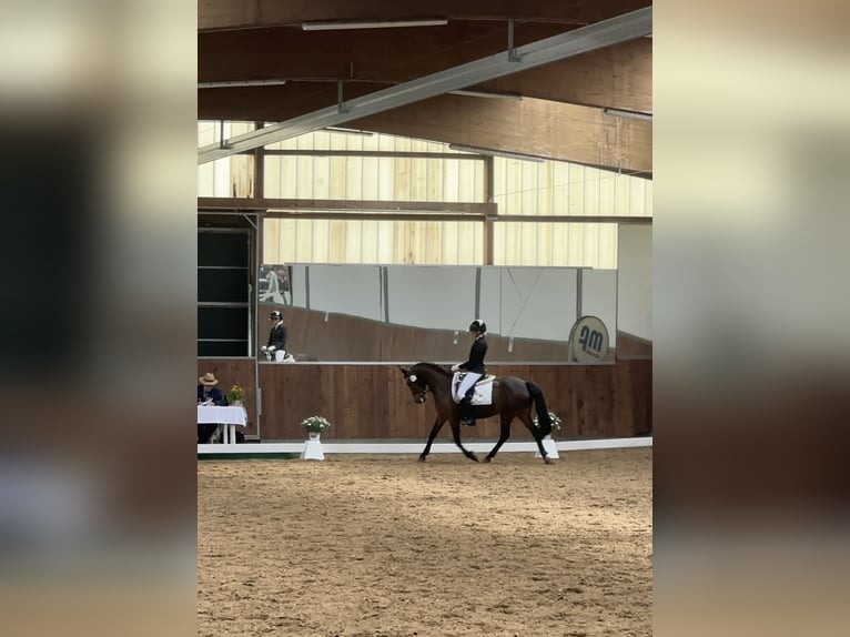 Poney de selle allemand Jument 19 Ans 146 cm Bai in Stahnsdorf