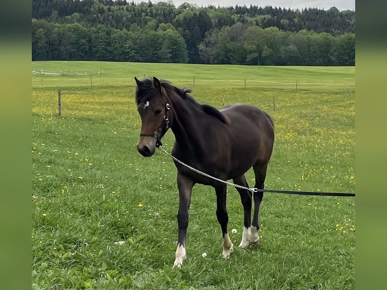 Poney de selle allemand Croisé Jument 1 Année 130 cm Bai in Ottobeuren