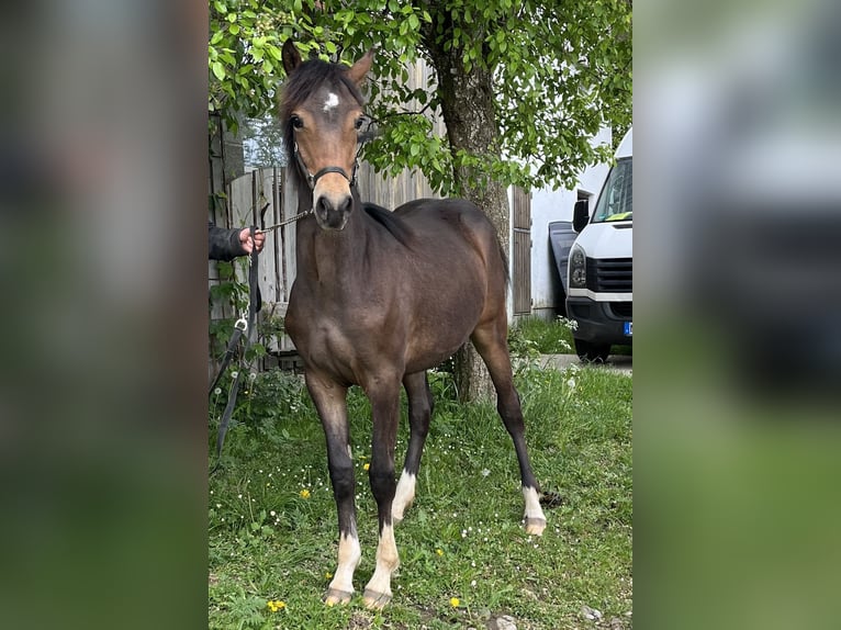 Poney de selle allemand Croisé Jument 1 Année 130 cm Bai in Ottobeuren